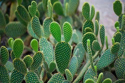 菜用仙人掌种植栽培技术|菜用仙人掌与观赏仙人掌区别