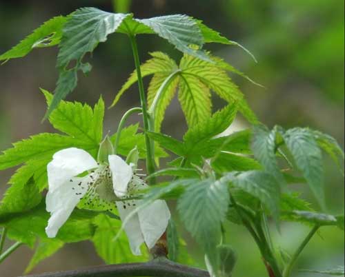 绞股蓝种植栽培技术及病虫害防治