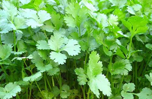 香菜种植栽培技术及田间管理​​方法