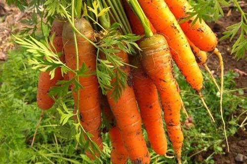 秋季胡萝卜的种植技术