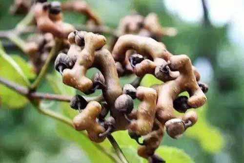拐枣根腐病防治|拐枣霉斑病防治​