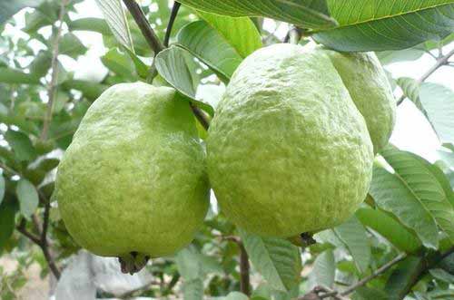 芭乐种植栽培技术及病虫害防治