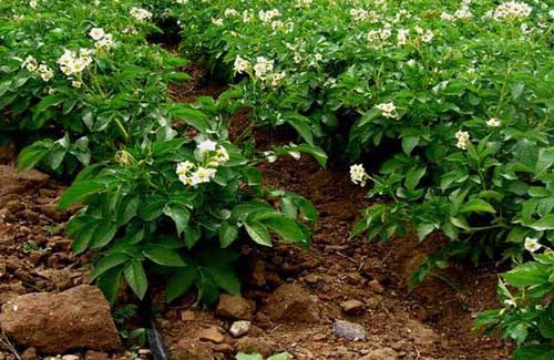 土豆种植苗期管理及施肥方法