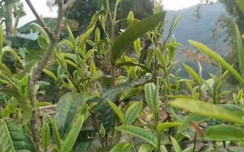 茶树白蜡蚧​防治|茶煤病防治