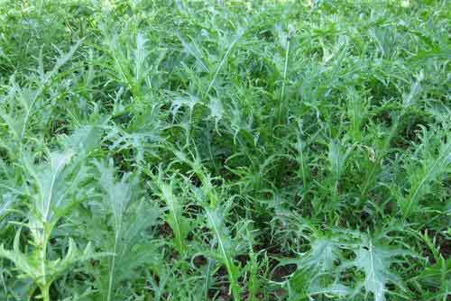 雪里红种植技术及病虫害防治方法