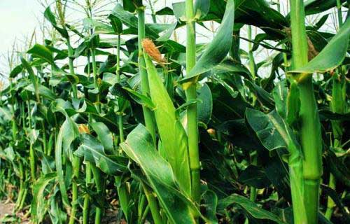 甜玉米的种植技术​及病虫害防治方法