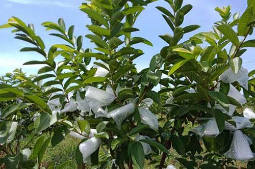 芭乐树的种植方法及管理要点