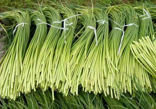 四季蒜苔种植技术需要哪些步骤