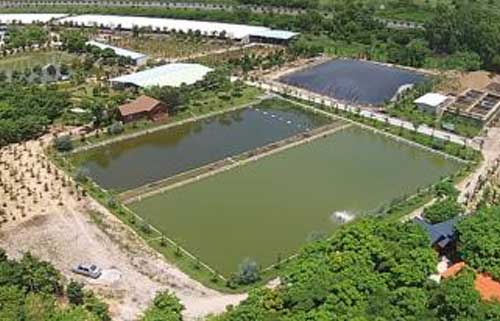 沼气液肥料成分含量|沼气肥料有什么营养
