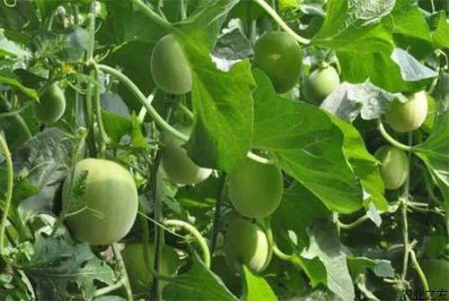 白兰瓜种植技术及白兰瓜防病措施
