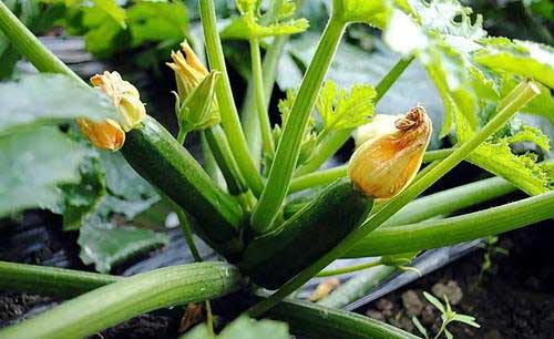越冬西葫芦种植栽培技术及病虫害防治