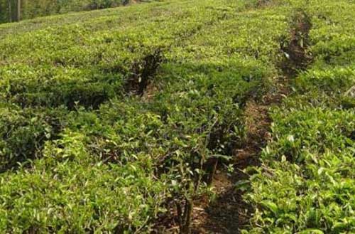 茶树副产品的综合利用——茶籽、茶花和茶树皮