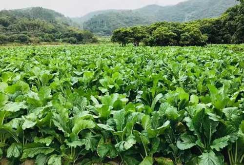 菜心是什么？怎样种植菜心