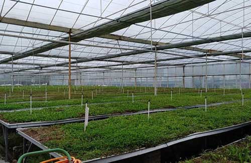 中药材种植过程中如何掌握合适的采收季节