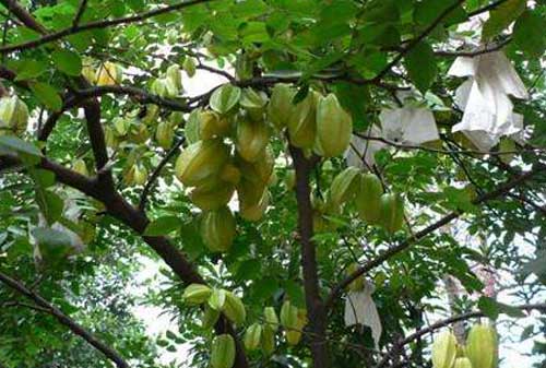 杨桃种植和管理需要哪些技术？北方温室栽培杨桃方法介绍