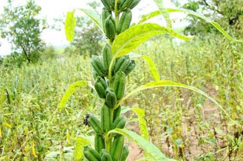 怎样种植芝麻？芝麻种植过程中需要注意哪些技术问题？
