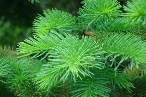 松针制杀菌剂防治水稻稻瘟病