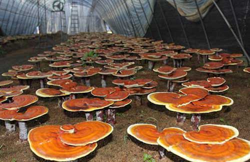 灵芝的人工栽培——仿野生灵芝栽培方法