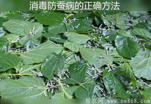 养蚕技术