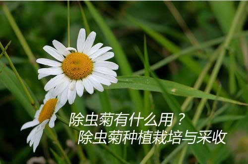 除虫菊有什么用？除虫菊种植栽培与采收