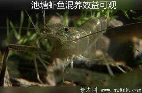 养殖经验——池塘虾鱼混养效益可观