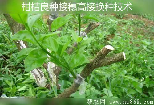 柑桔高产经验：柑桔良种接穗高接换种技术