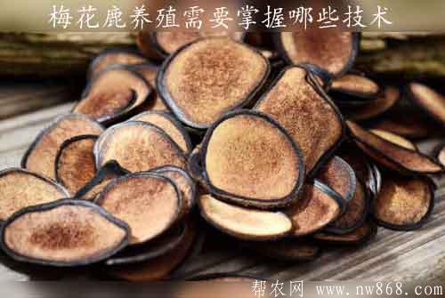 鹿茸的功效与作用有哪些|梅花鹿养殖需要掌握哪些技术