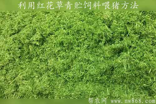 利用红花草青贮饲料喂猪方法|www.nw868.com
