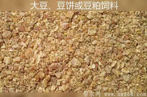 利用大豆、豆饼或豆粕做饲料喂畜禽需要注意哪些问题
