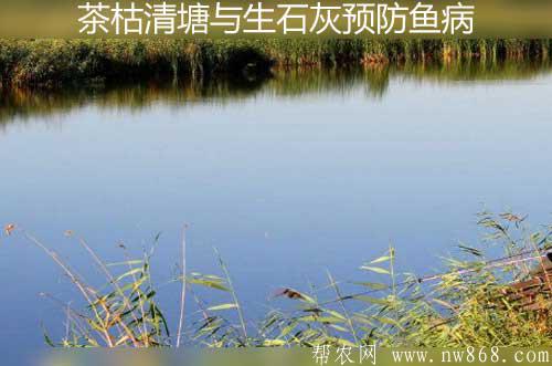 茶枯清塘与生石灰预防鱼病