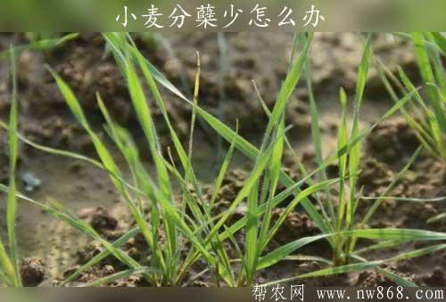 小麦种植经验——小麦分蘖少怎么办