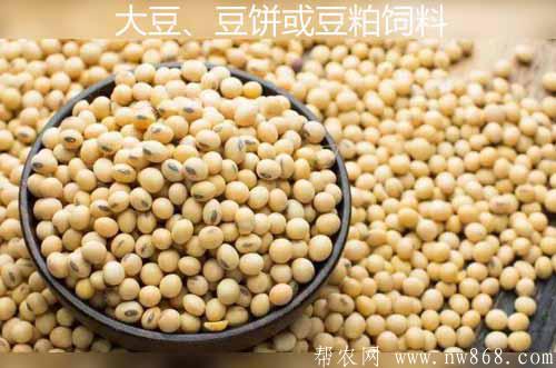 利用大豆、豆饼或豆粕做饲料喂畜禽需要注意哪些问题