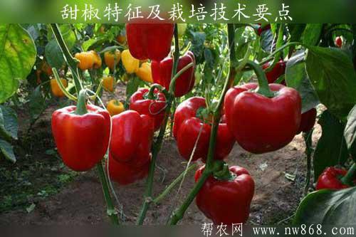 极丰三号甜椒特征及栽培技术要点