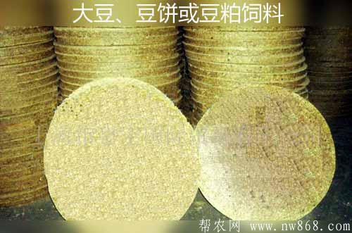 利用大豆、豆饼或豆粕做饲料喂畜禽需要注意哪些问题