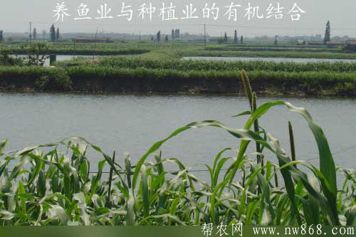 养鱼业与种植业的有机结合——种草养鱼