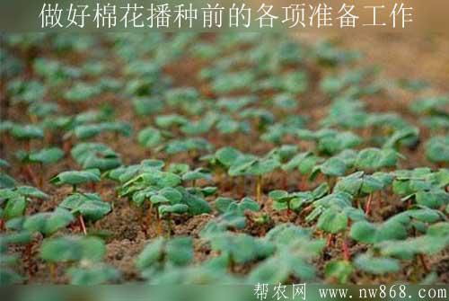 做好棉花播种前的各项准备工作