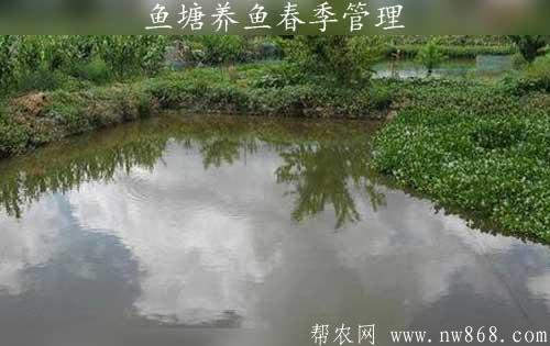 养鱼技术——鱼塘养鱼春季管理需要注意哪些问题
