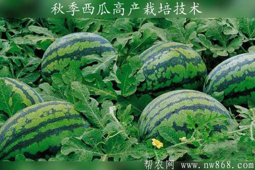 西瓜种植经验：秋季西瓜高产栽培技术