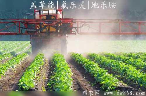 旱地除草剂|盖草能|氟乐灵|地乐胺