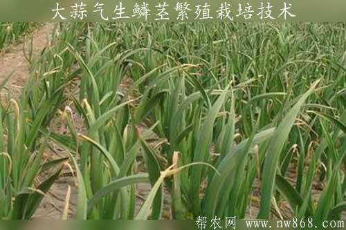 大蒜种植方法——大蒜气生鳞茎繁殖栽培技术
