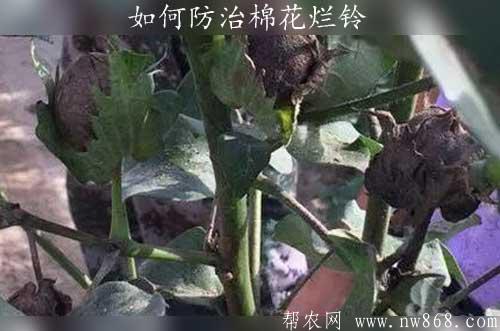 棉花烂铃怎么办|如何防治棉花烂铃