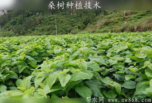 桑树种植过程中一步成园技术及嫁接管理方法