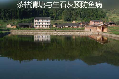 茶枯清塘与生石灰预防鱼病