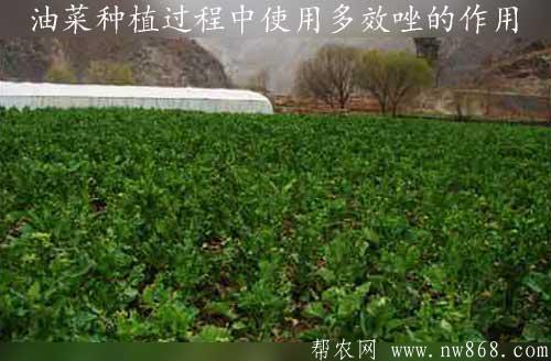 油菜种植过程中使用多效唑的作用