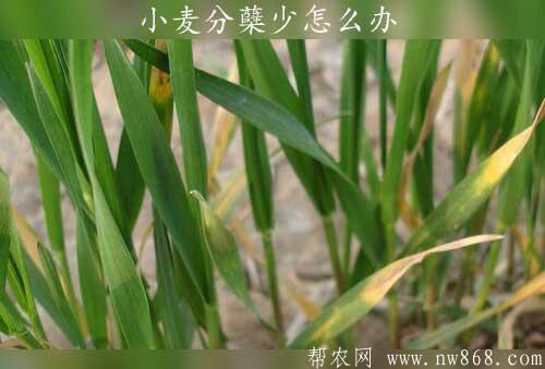 小麦种植经验——小麦分蘖少怎么办​