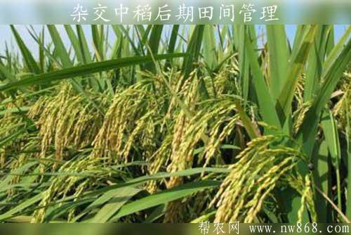 水稻种植经验——杂交中稻后期田间管理www.nw868.com