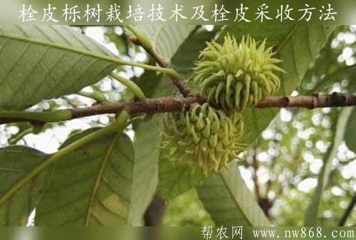 栓皮栎树栽培技术及栓皮采收方法