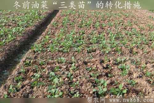 油菜种植经验分享