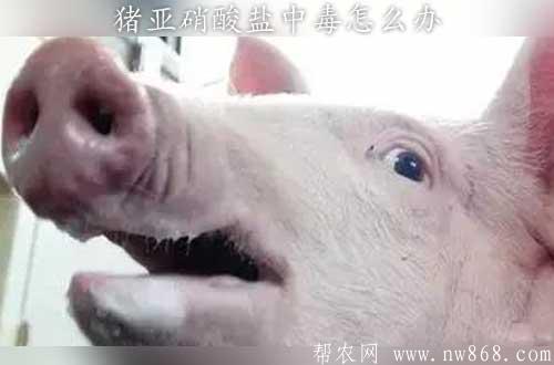 猪亚硝酸盐中毒怎么办？需要如何预防