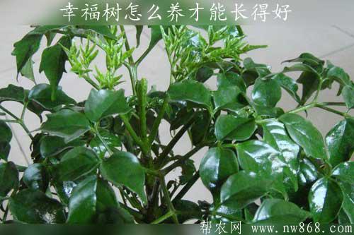 幸福树是什么？幸福树怎么养才能长得好www.nw868.com